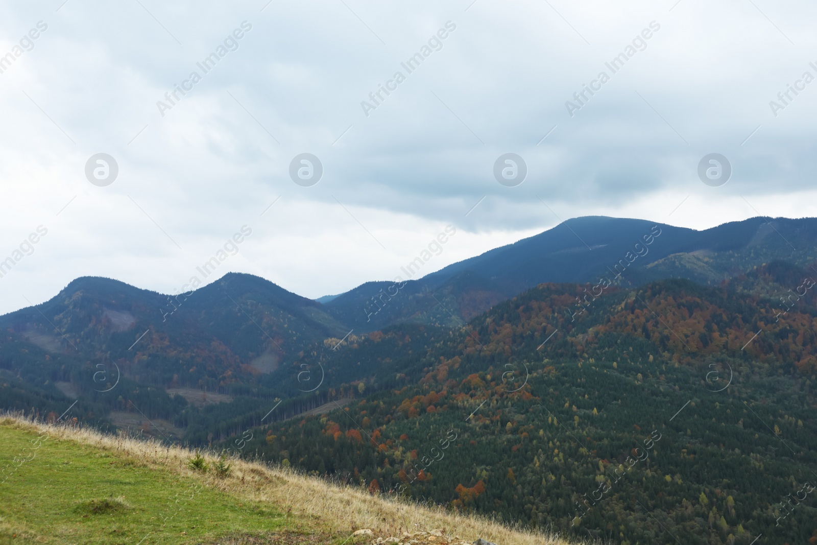 Photo of Picturesque view of beautiful mountains with conifer forest