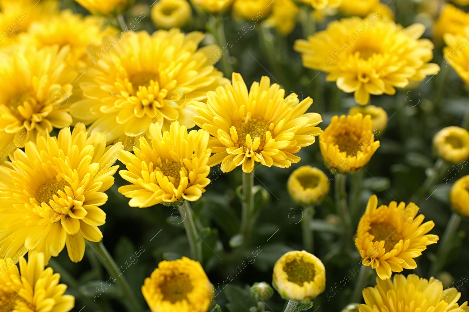 Photo of Beautiful yellow chrysanthemum flowers with leaves, closeup