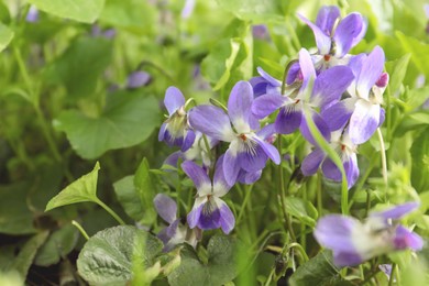 Photo of Beautiful wild violet flowers blooming in soil. Spring wood