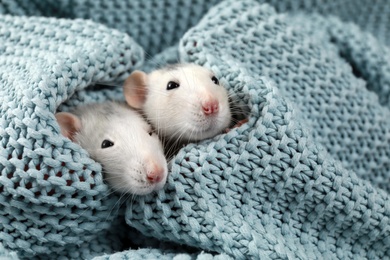 Photo of Cute small rats and soft knitted blanket