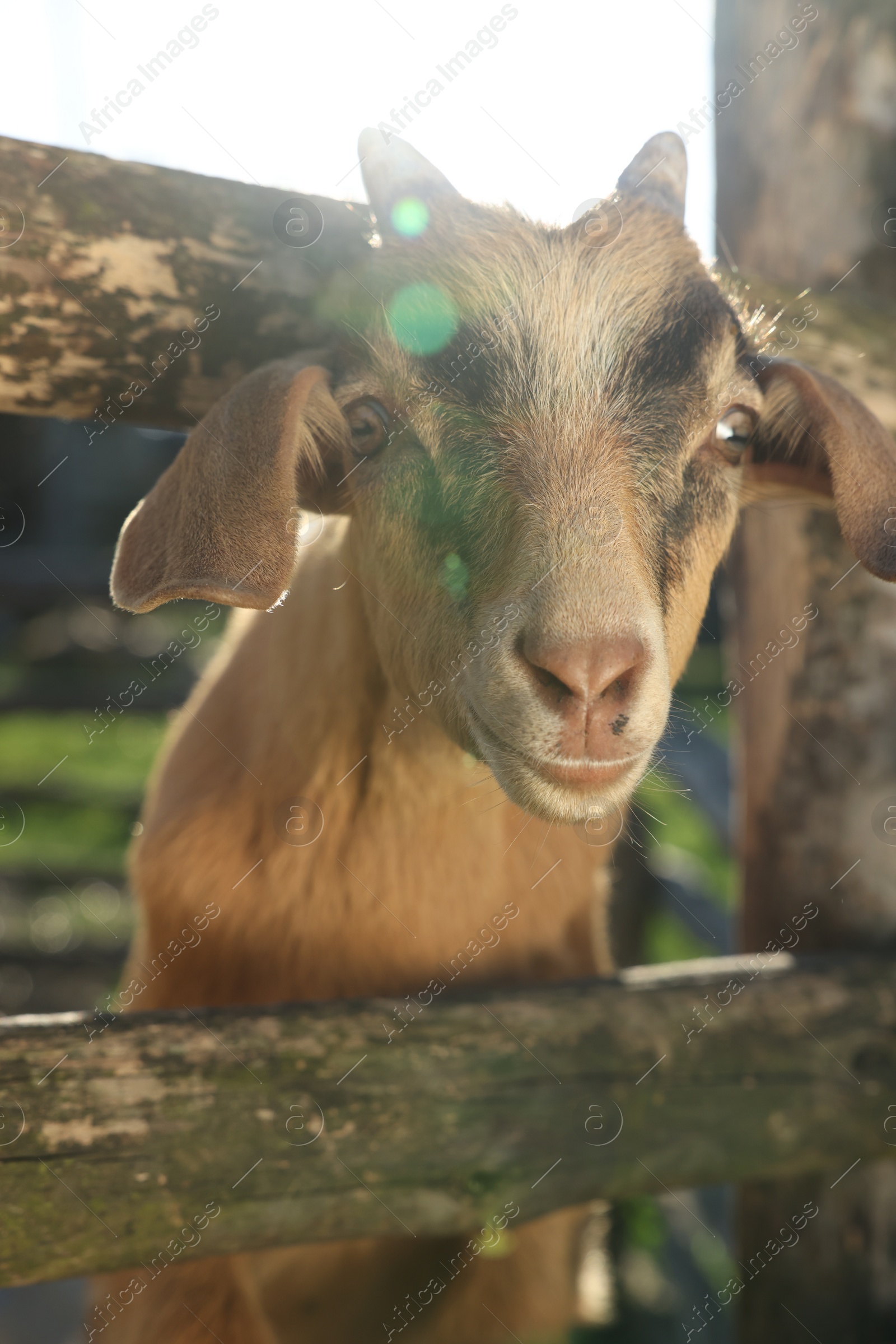 Photo of Cute goat inside of paddock at farm