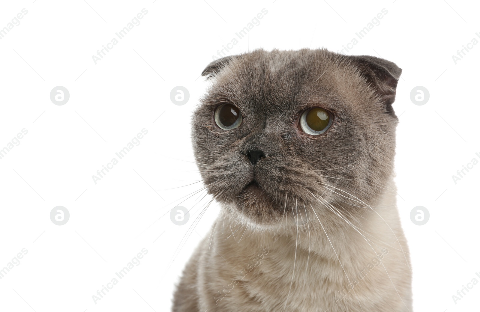 Photo of Cute Scottish fold cat on white background, closeup. Fluffy pet