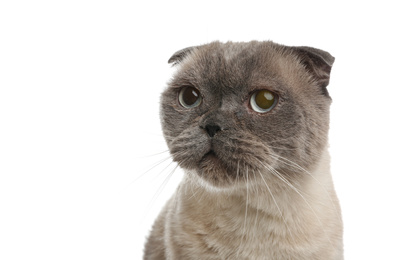 Photo of Cute Scottish fold cat on white background, closeup. Fluffy pet