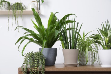 Photo of Green houseplants in pots and watering can on wooden table near white wall