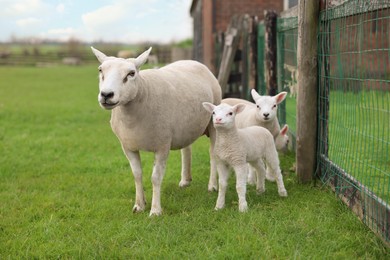 Beautiful sheep with cute lambs near fence in farmyard