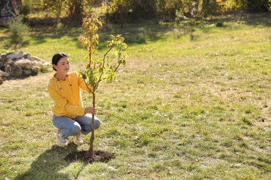Photo of Mature woman planting young tree in park on sunny day, space for text