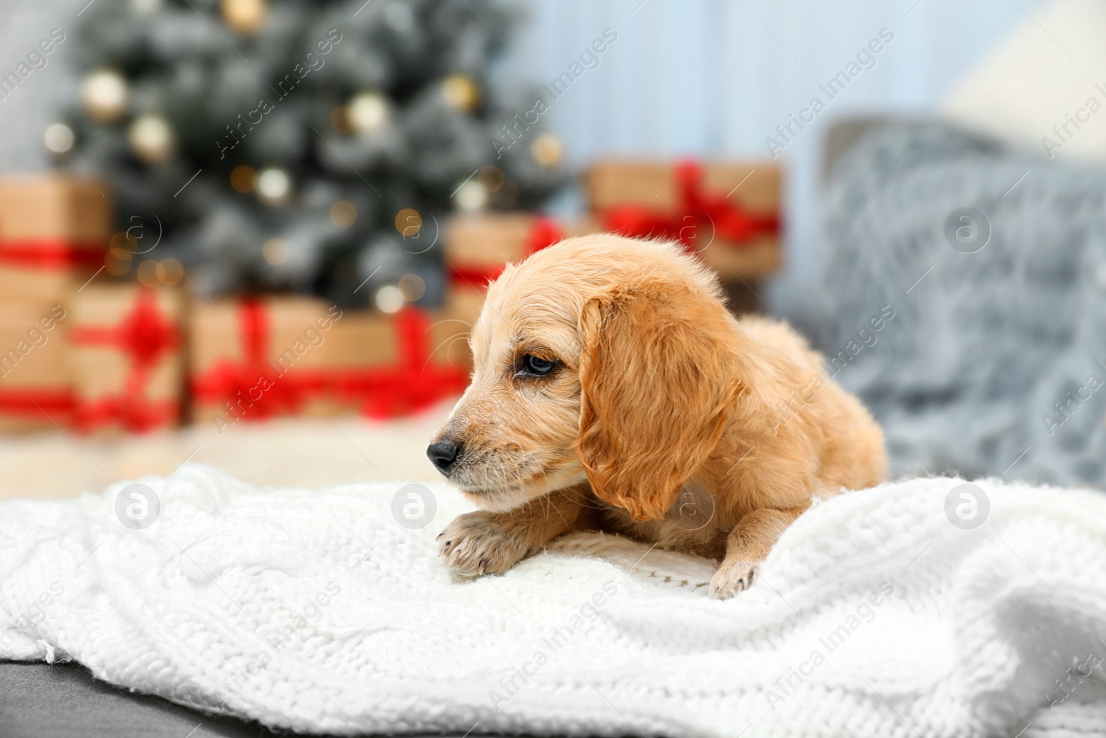Photo of Adorable English Cocker Spaniel puppy on warm blanket indoors. Winter season