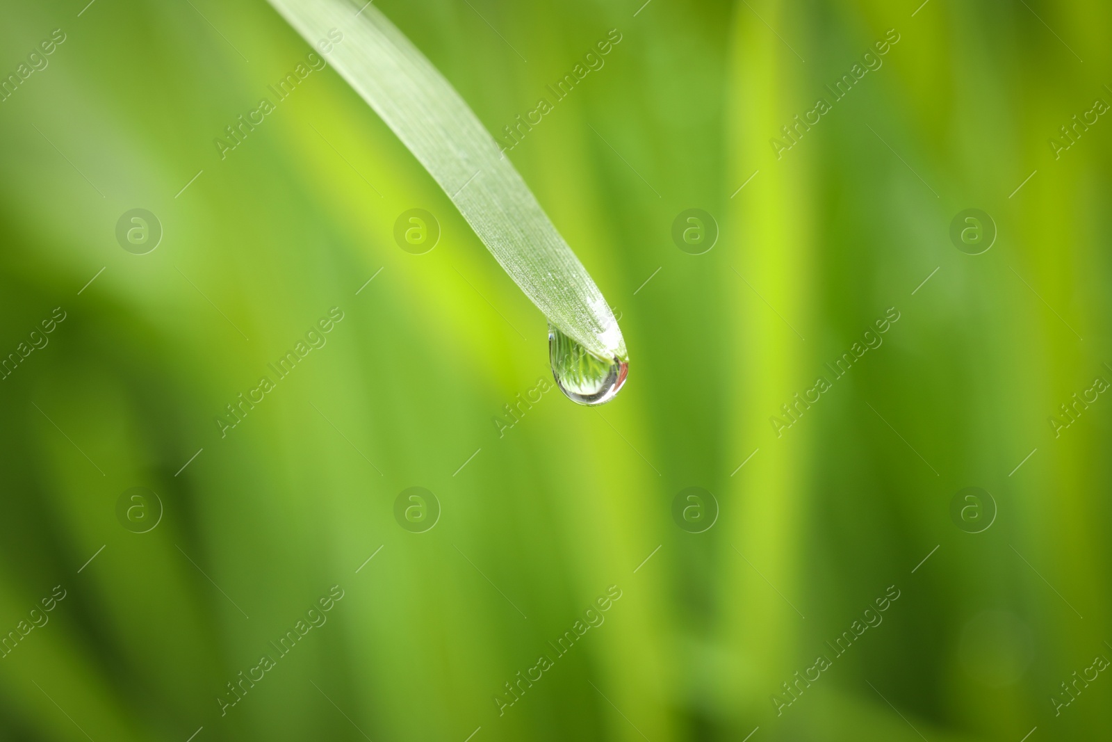 Photo of Water drop on grass blade against blurred background, closeup