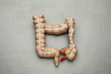 Anatomical model of large intestine on light grey background, top view