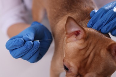 Photo of Veterinary holding acupuncture needle near dog's head indoors, closeup. Animal treatment