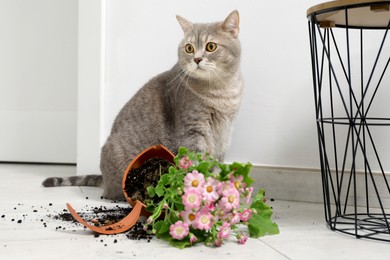 Photo of Cute cat, broken flower pot with cineraria plant on floor indoors