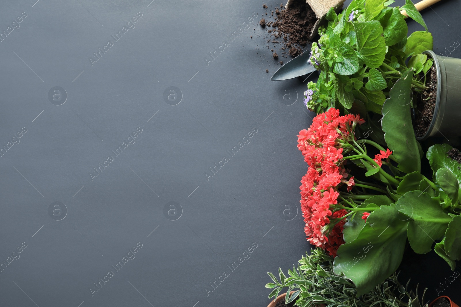 Photo of Flat lay composition with plants and gardening tool on black background