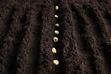Photo of Pea seeds in fertile soil. Vegetable growing