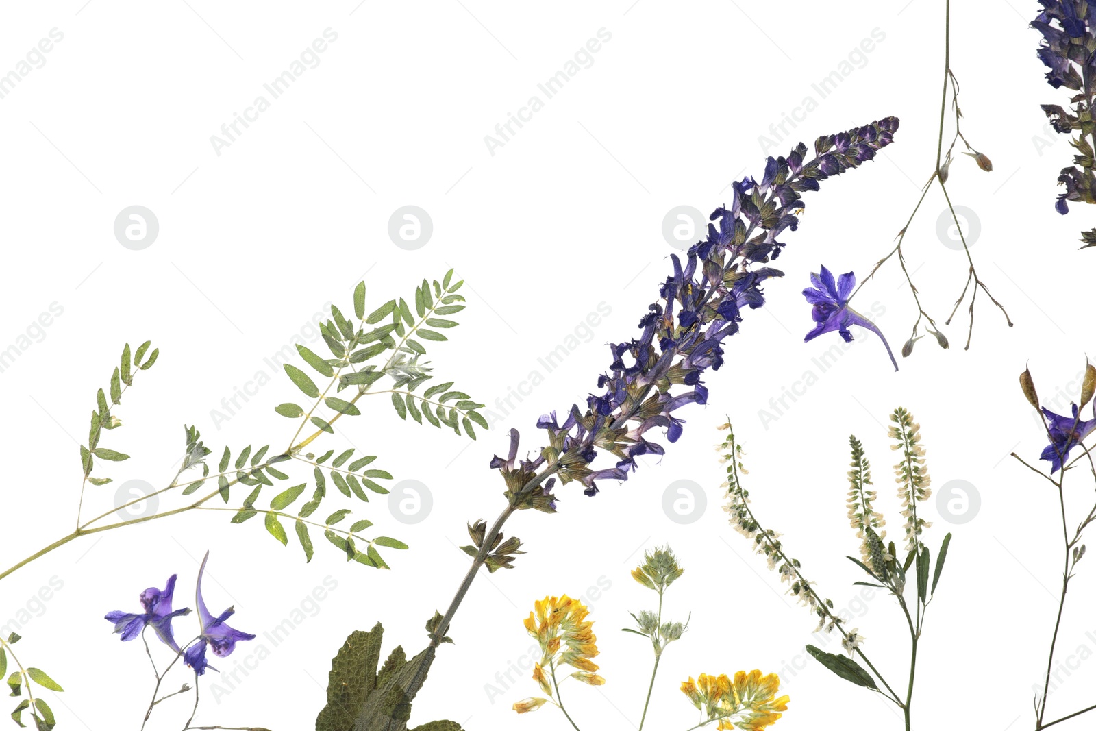 Photo of Wild dried meadow flowers on white background, top view