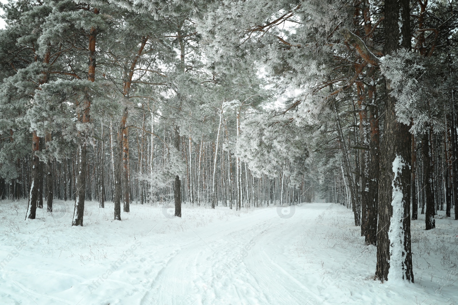 Photo of Beautiful forest covered with snow in winter