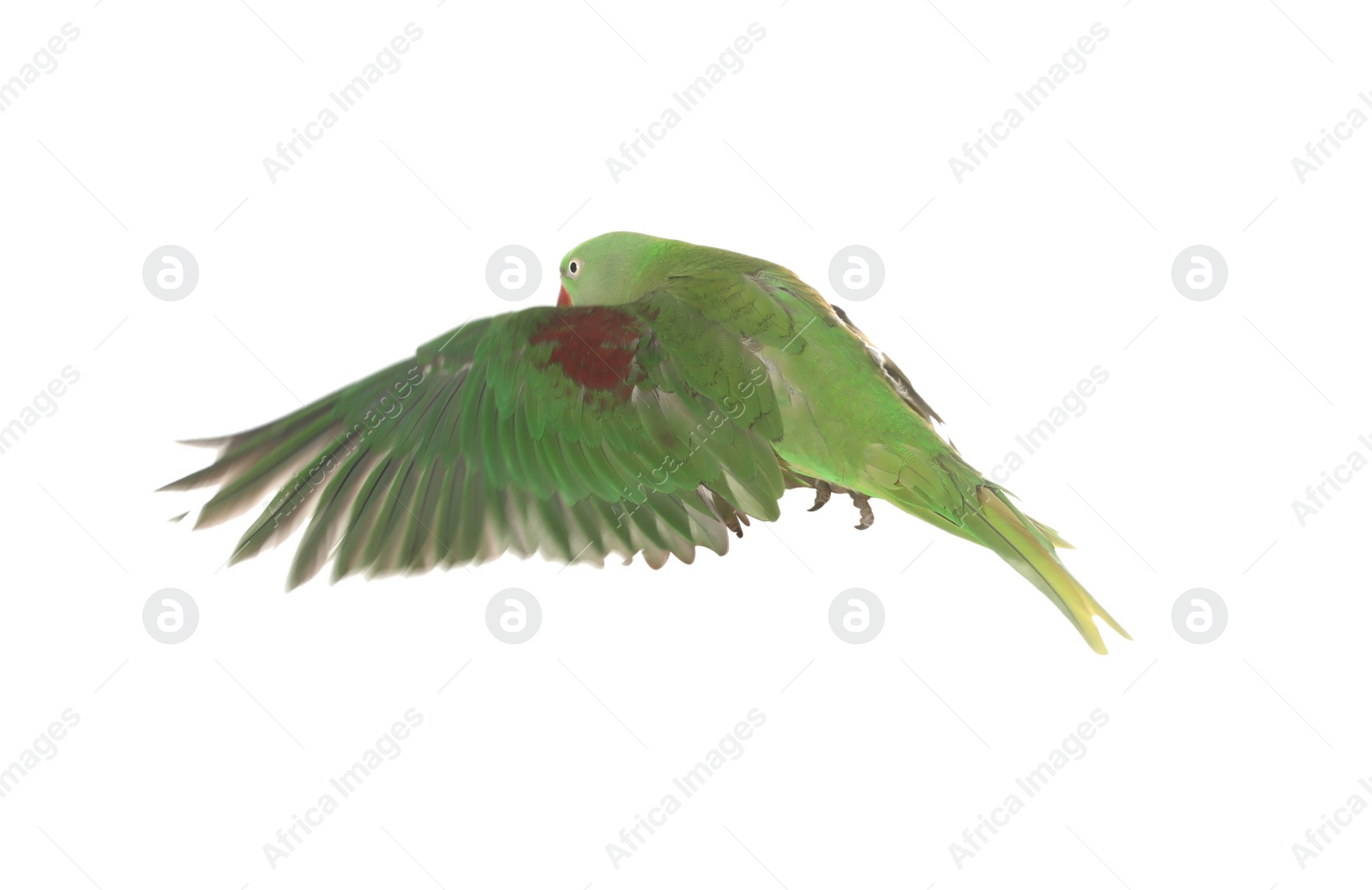 Photo of Beautiful Alexandrine parakeet flying isolated on white