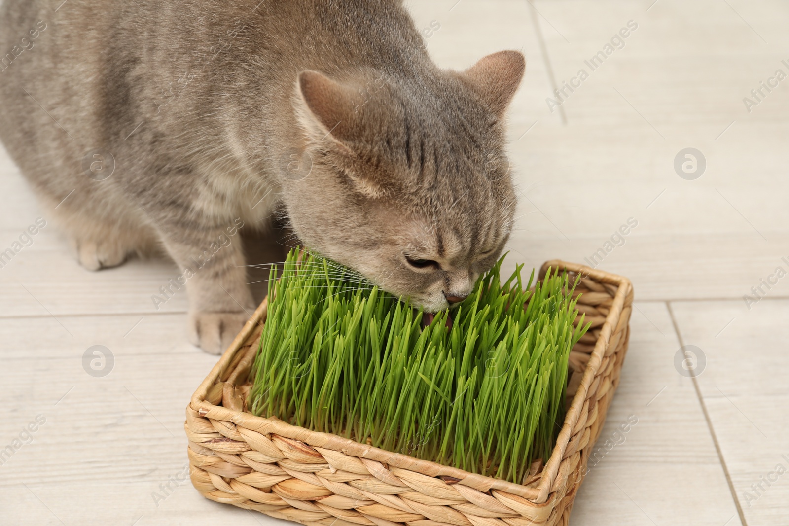 Photo of Cute cat eating fresh green grass on floor indoors