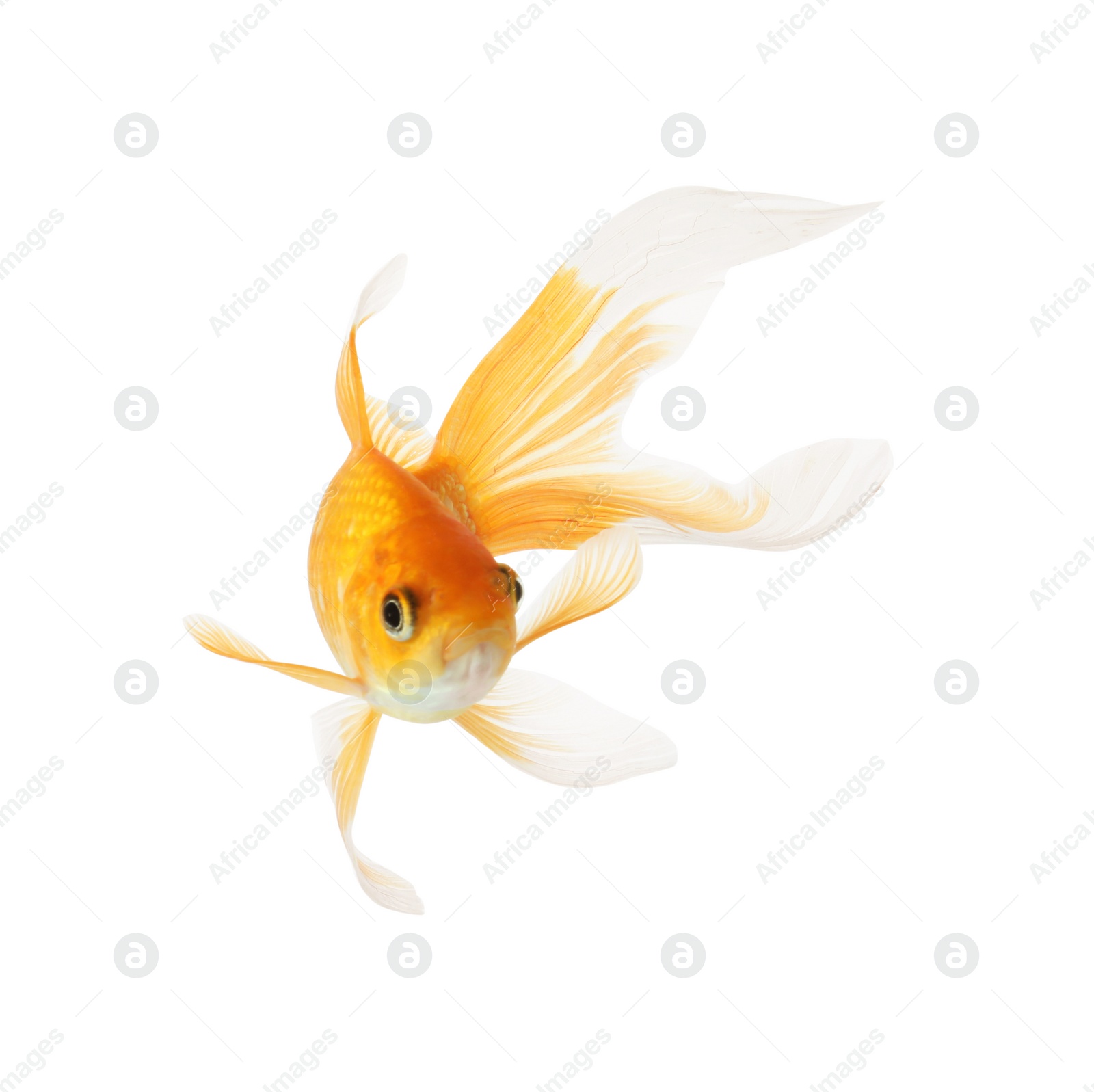 Photo of Beautiful bright small goldfish isolated on white