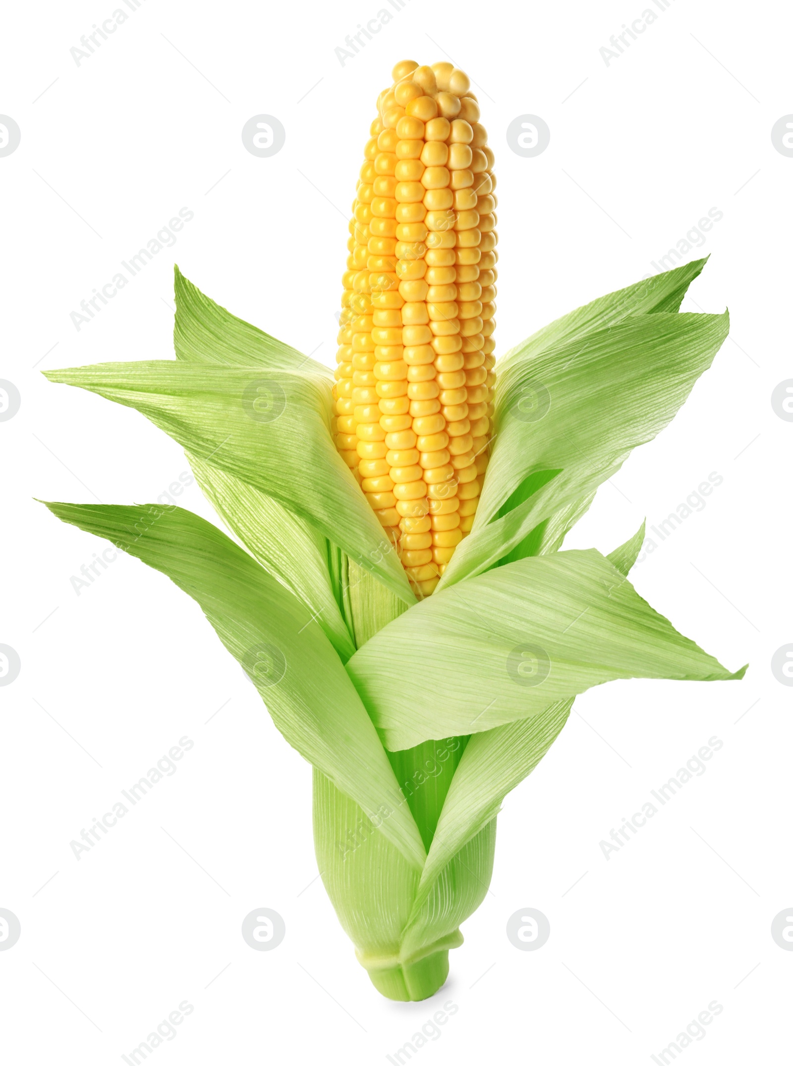 Photo of Ripe raw corn cob with husk isolated on white