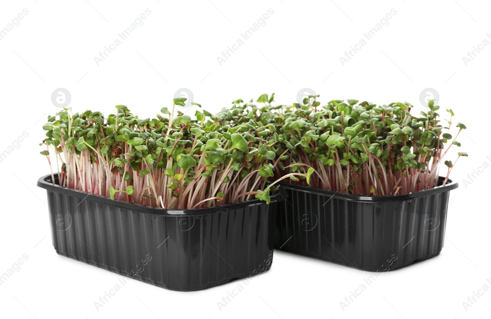 Photo of Fresh radish microgreens in plastic containers on white background