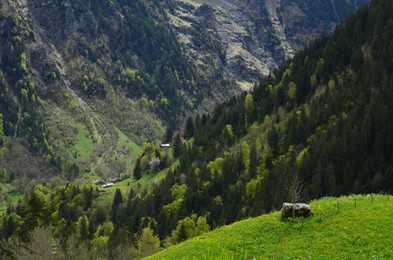 Picturesque view of mountain landscape with forest outdoors