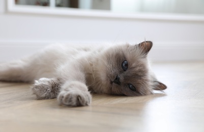 Beautiful fluffy cat lying on warm floor in room. Heating system