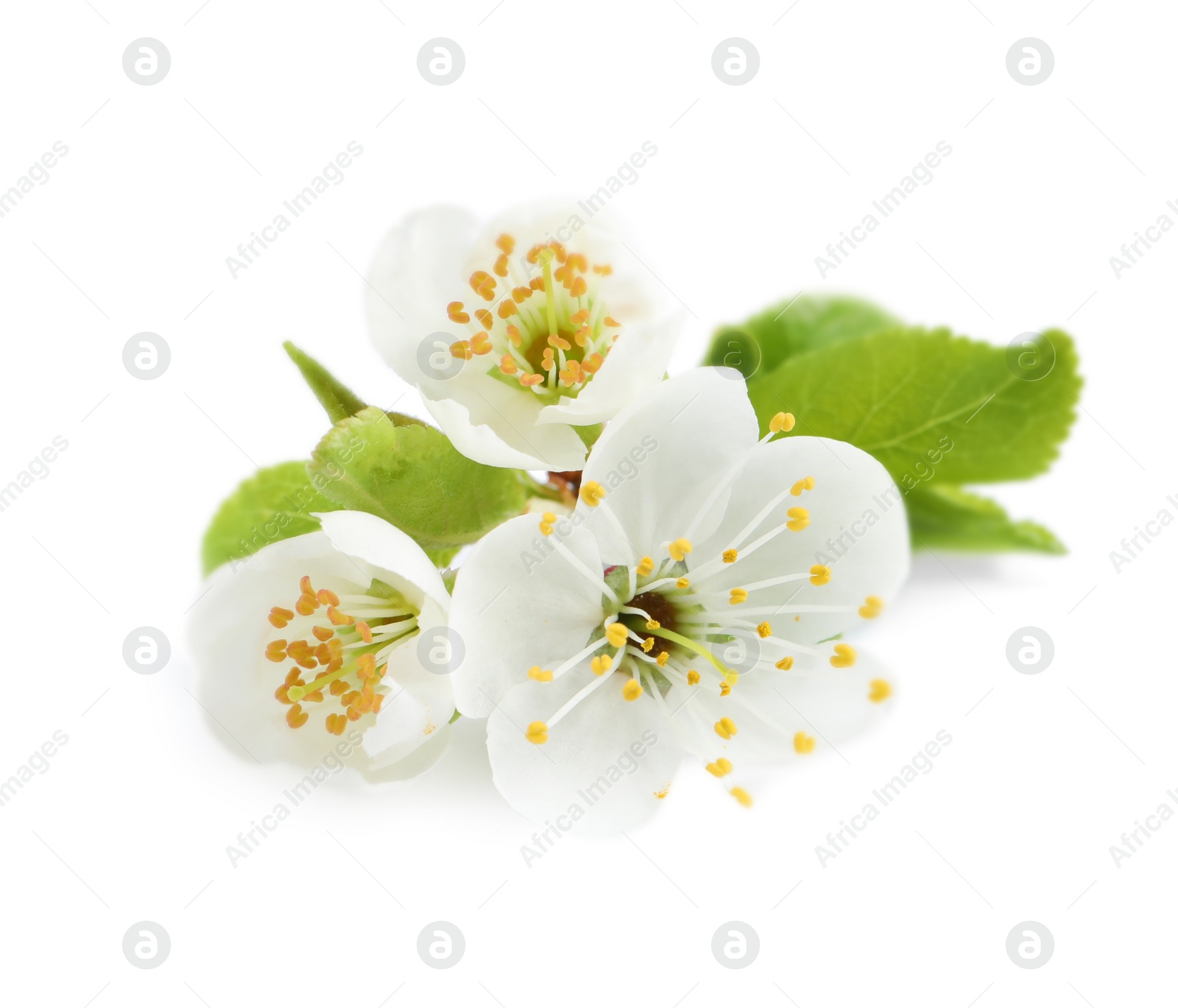 Photo of Beautiful cherry blossoms with green leaves isolated on white