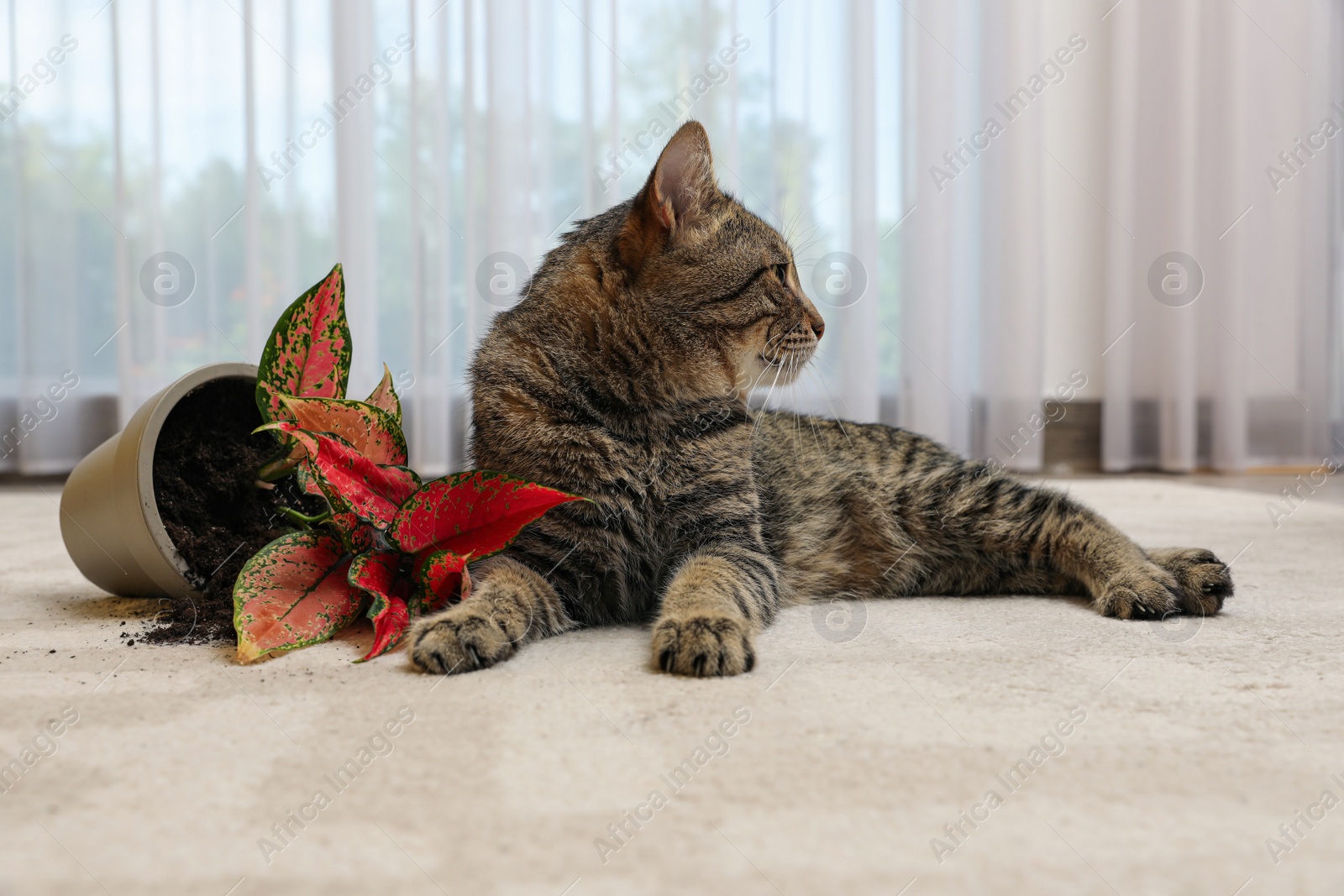 Photo of Mischievous cat near overturned houseplant on carpet indoors