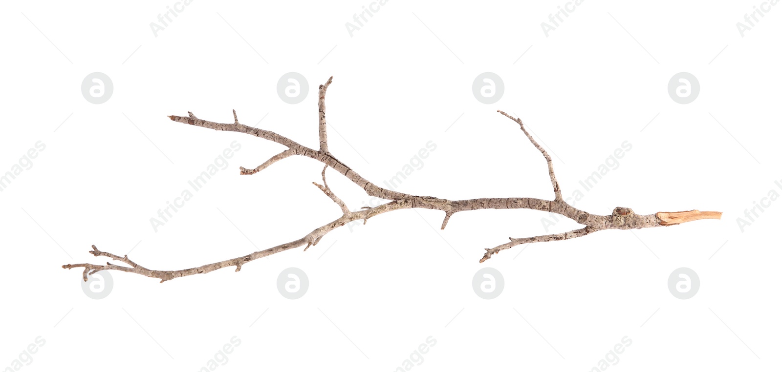 Photo of One dry tree branch isolated on white