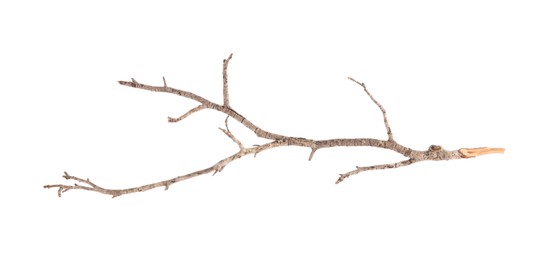 Photo of One dry tree branch isolated on white