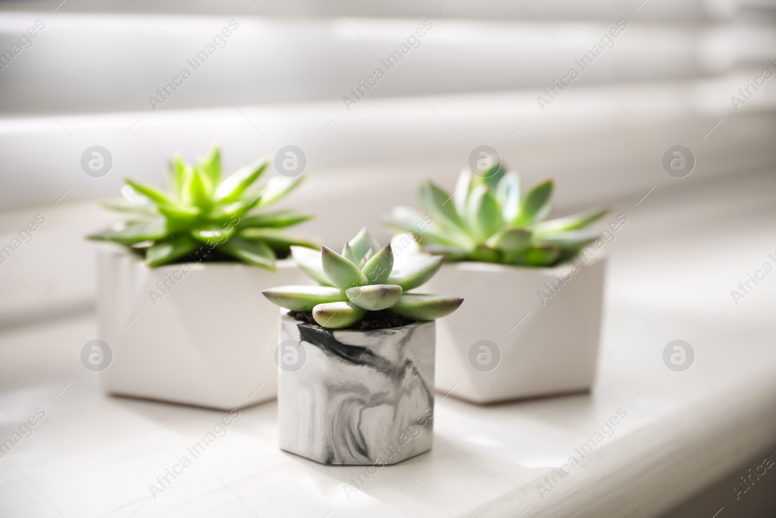 Photo of Beautiful potted succulents on white window sill