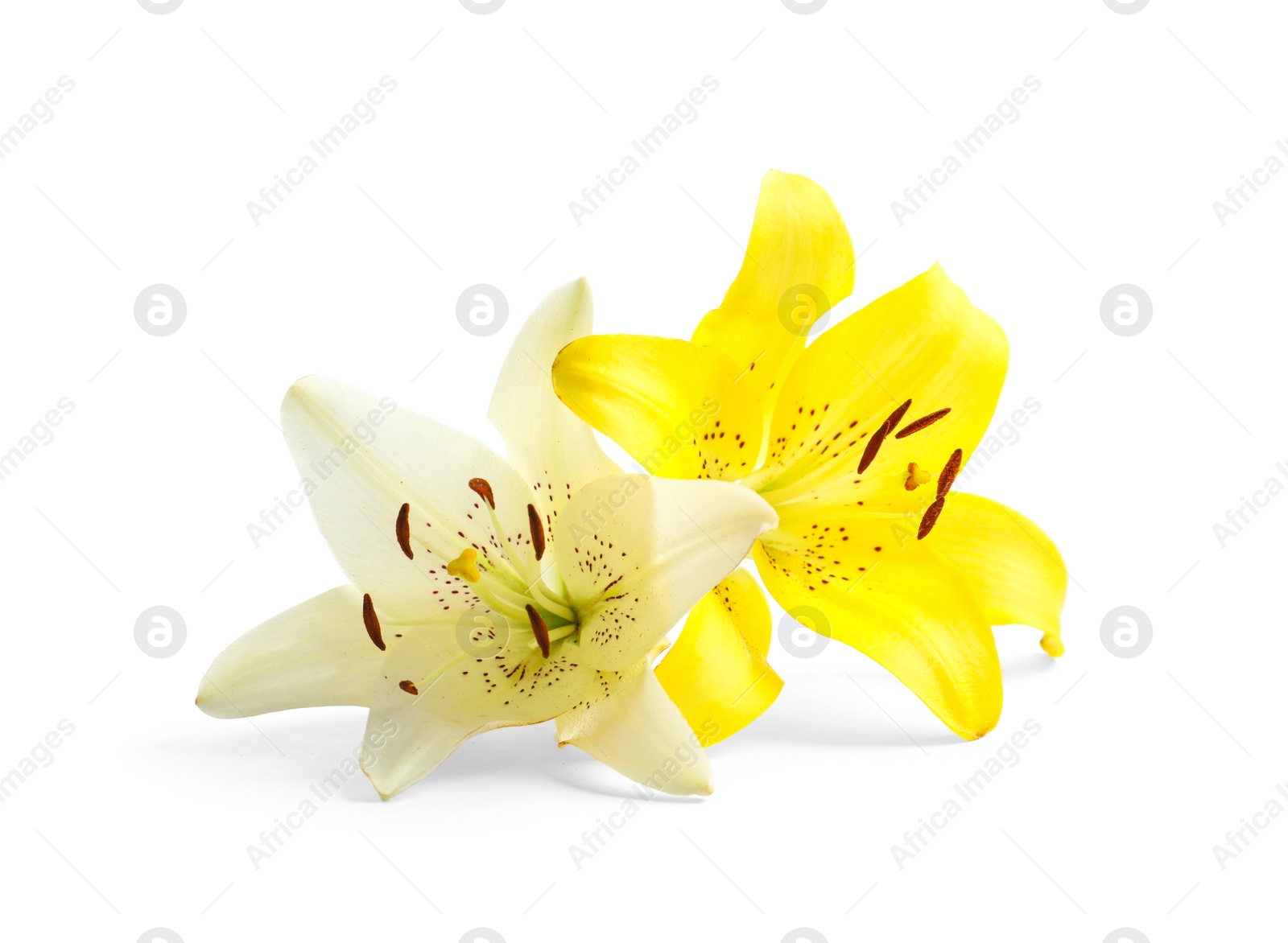 Photo of Beautiful blooming lily flowers on white background