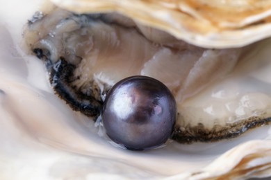 Photo of Open oyster with black pearl, closeup view