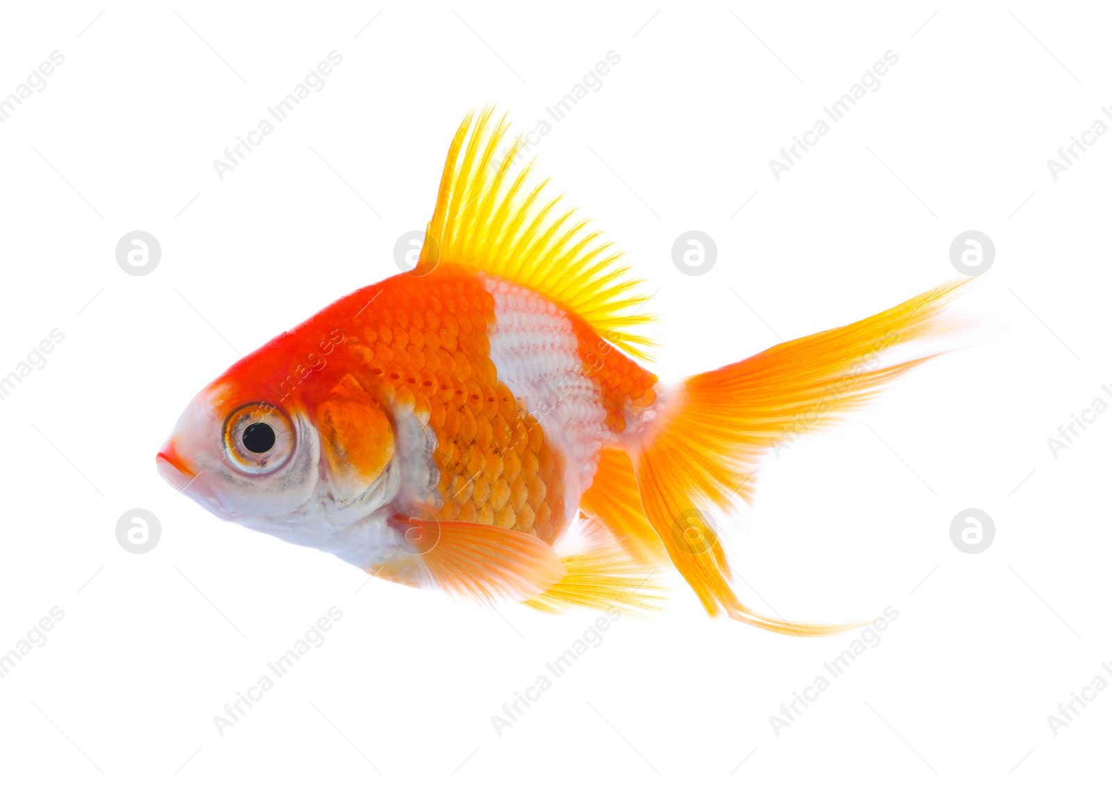 Photo of Beautiful bright small goldfish isolated on white