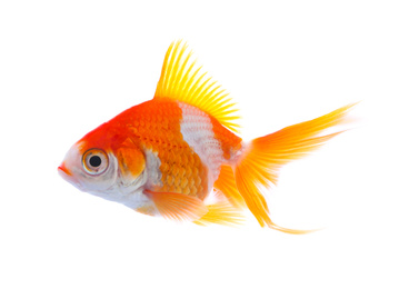 Photo of Beautiful bright small goldfish isolated on white