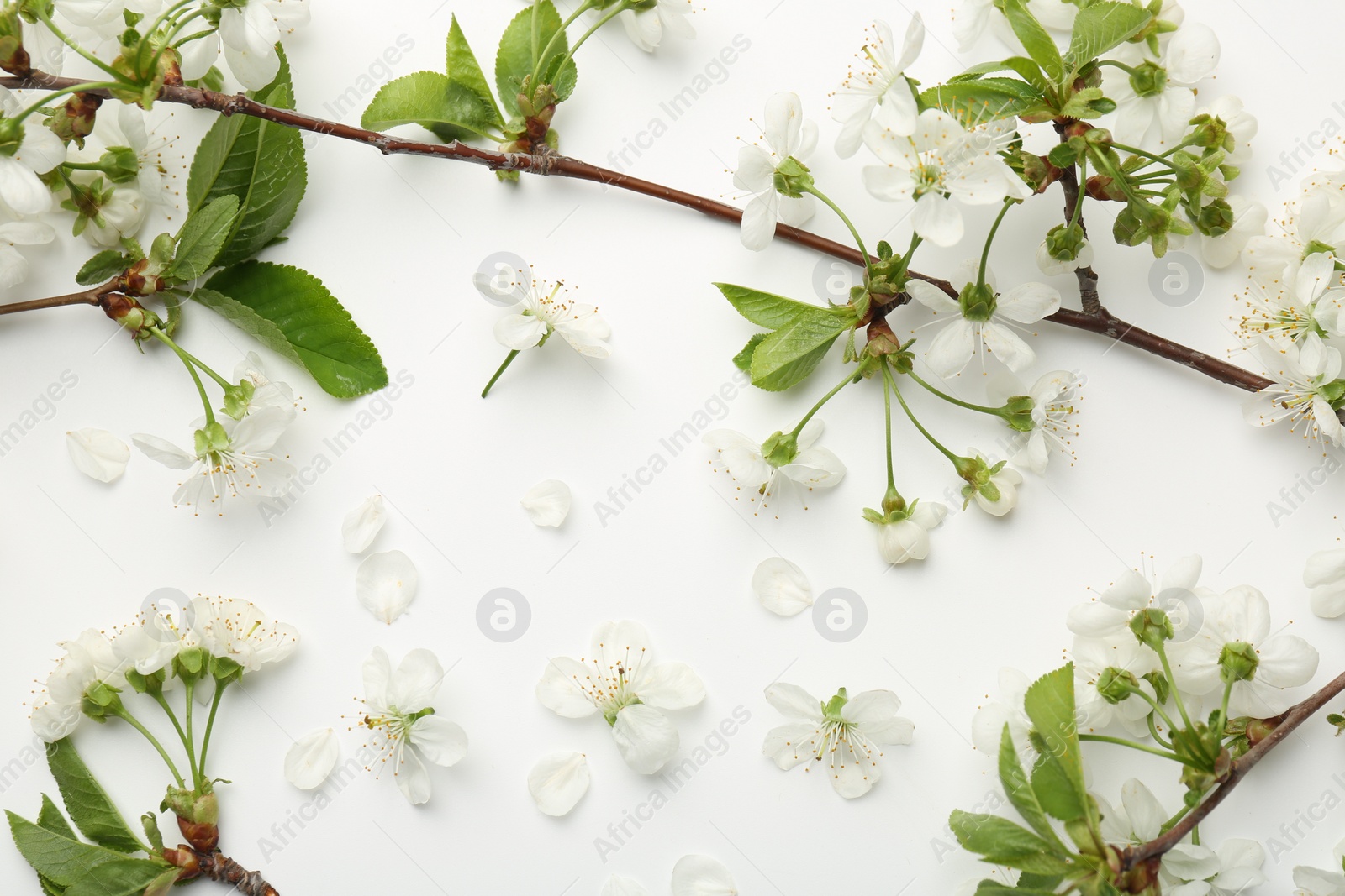 Photo of Spring tree branches with beautiful blossoms and petals on white background, flat lay