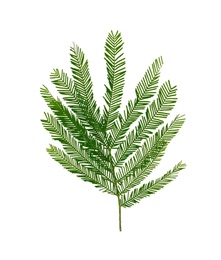 Photo of Mimosa branch with green leaves on white background