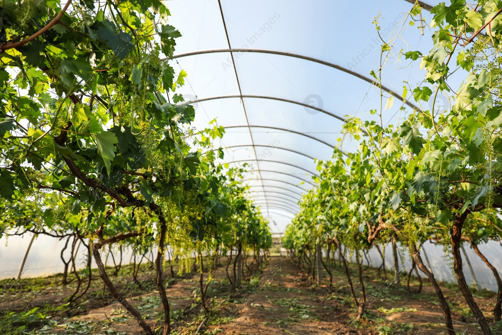 Photo of Rows of cultivated grape plants in greenhouse