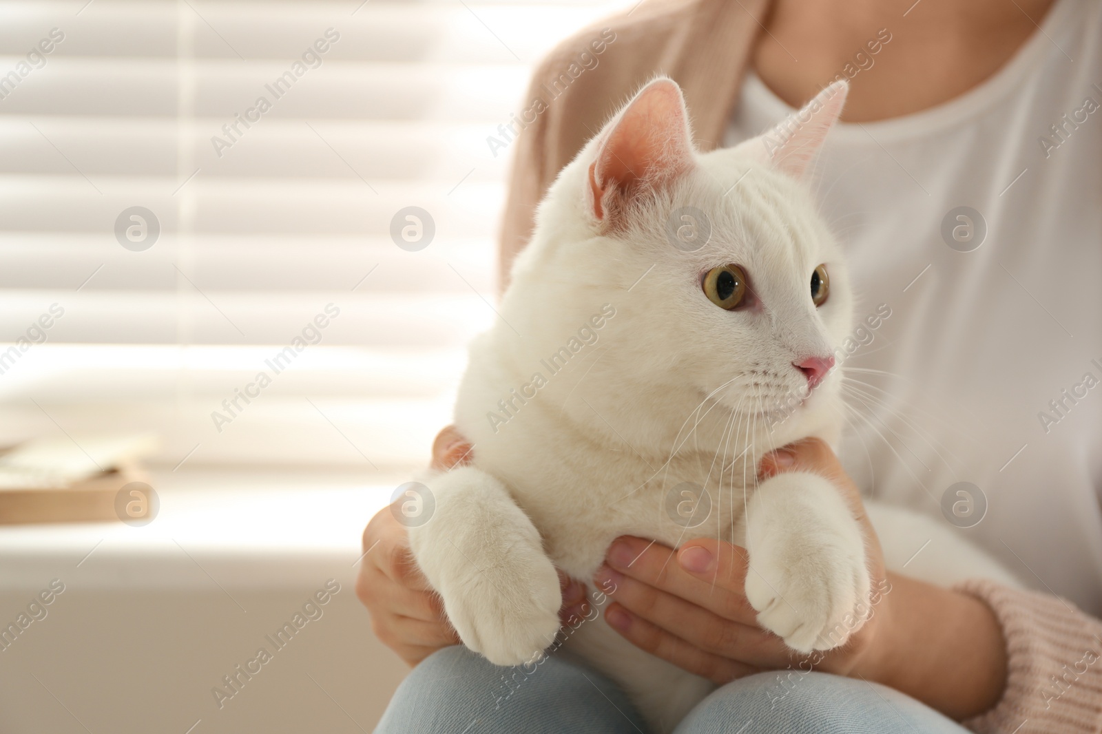 Photo of Young woman with her beautiful white cat at home, closeup. Fluffy pet