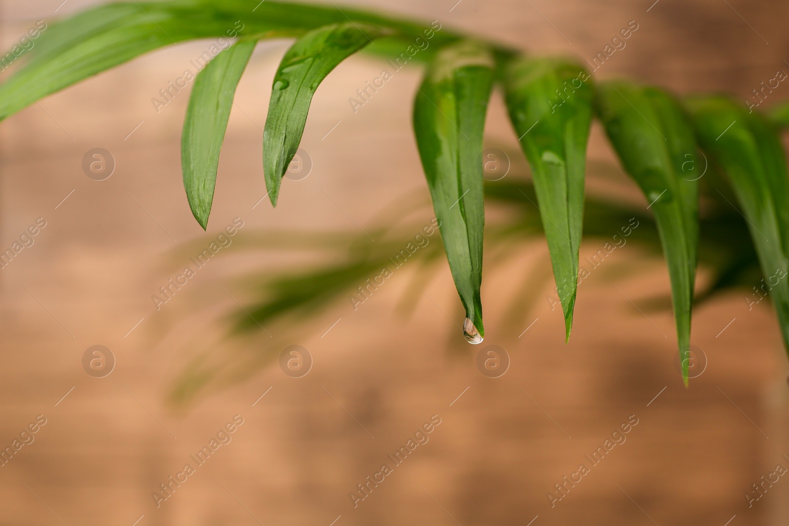 Photo of Beautiful leaves with water drops on blurred background, closeup