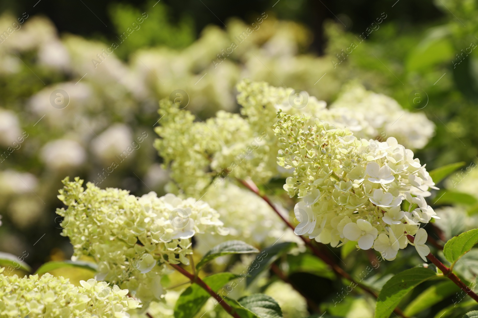 Photo of Beautiful hydrangea with blooming white flowers growing in garden