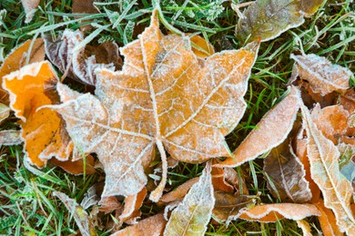 Photo of Beautiful yellowed leaves on grass covered with frost outdoors, closeup. Autumn season