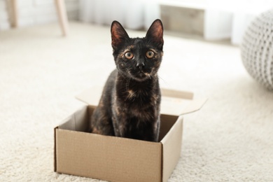 Cute black cat in cardboard box on floor at home