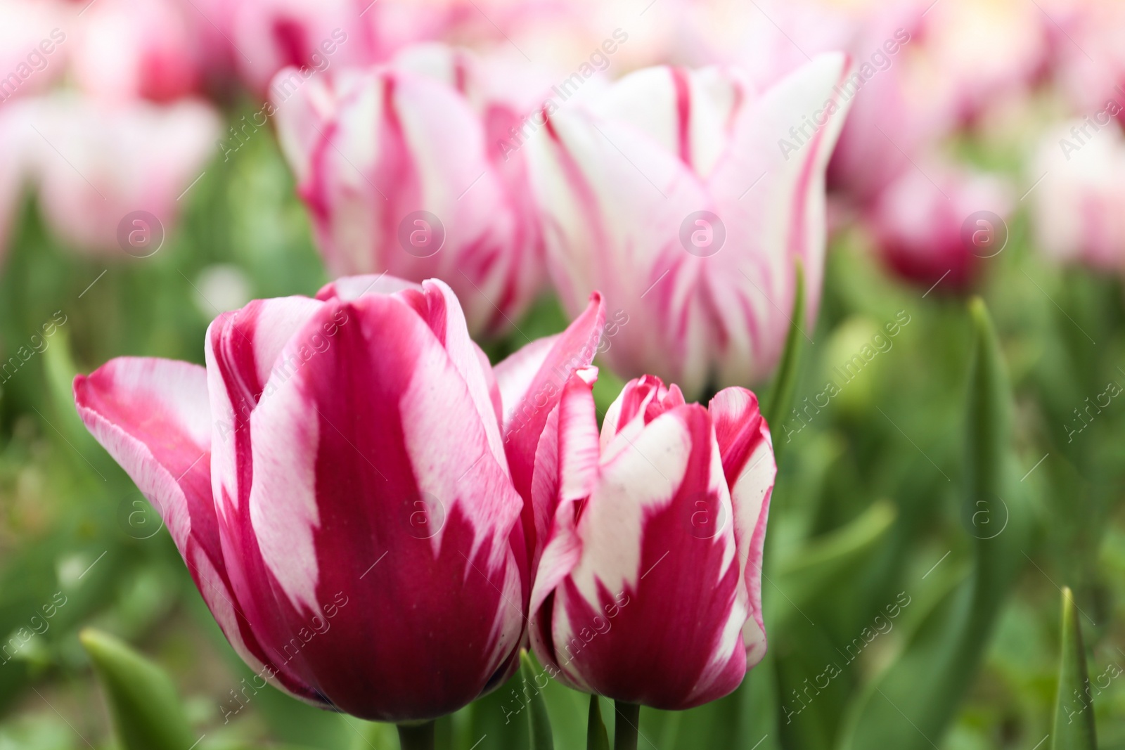 Photo of Beautiful blooming tulips outdoors on spring day