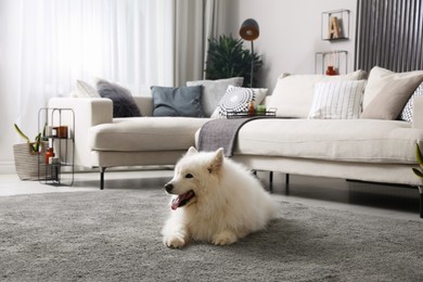Photo of Adorable Samoyed dog on floor in living room
