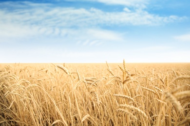 Wheat grain field on sunny day. Cereal farming