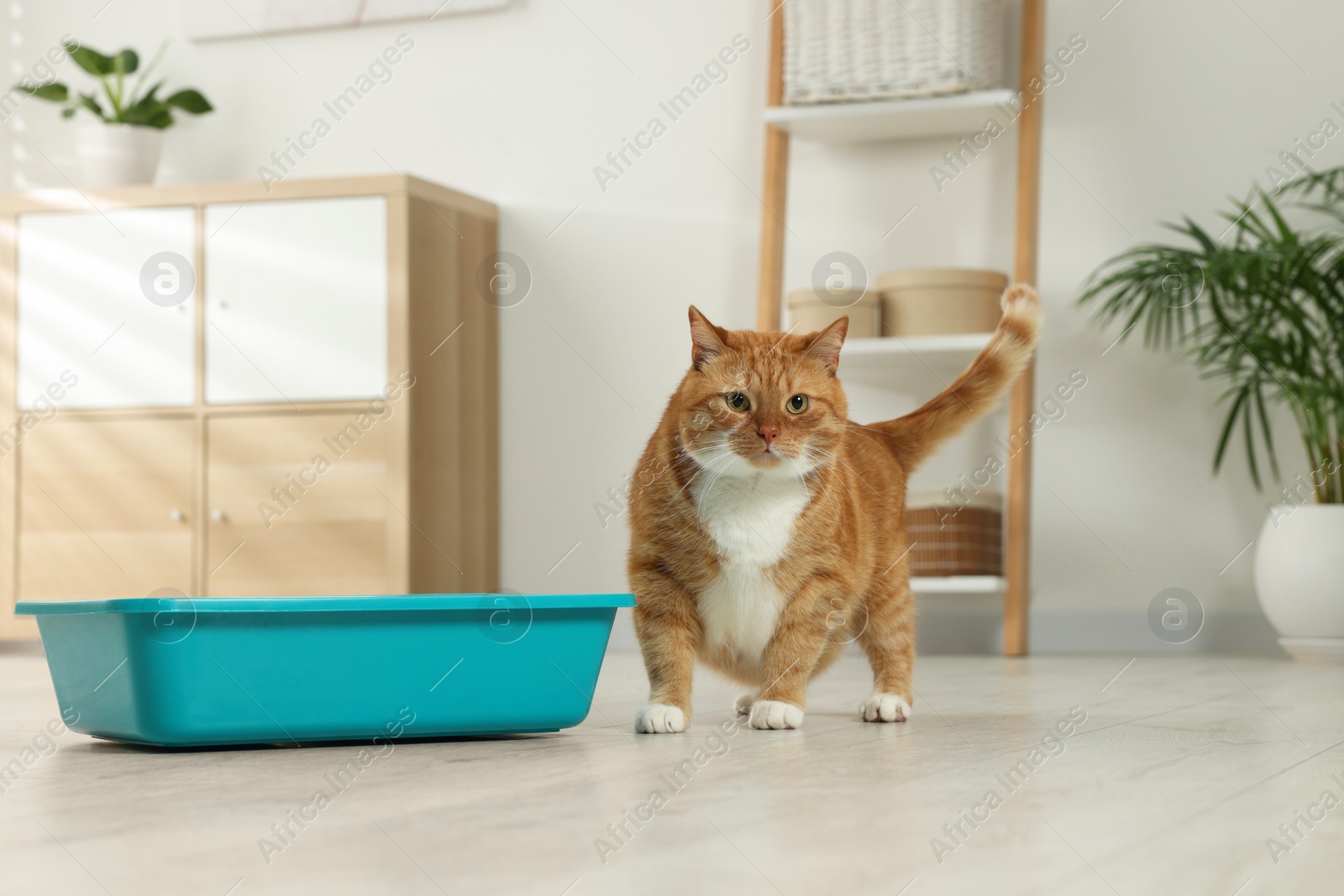 Photo of Cute ginger cat near litter box at home