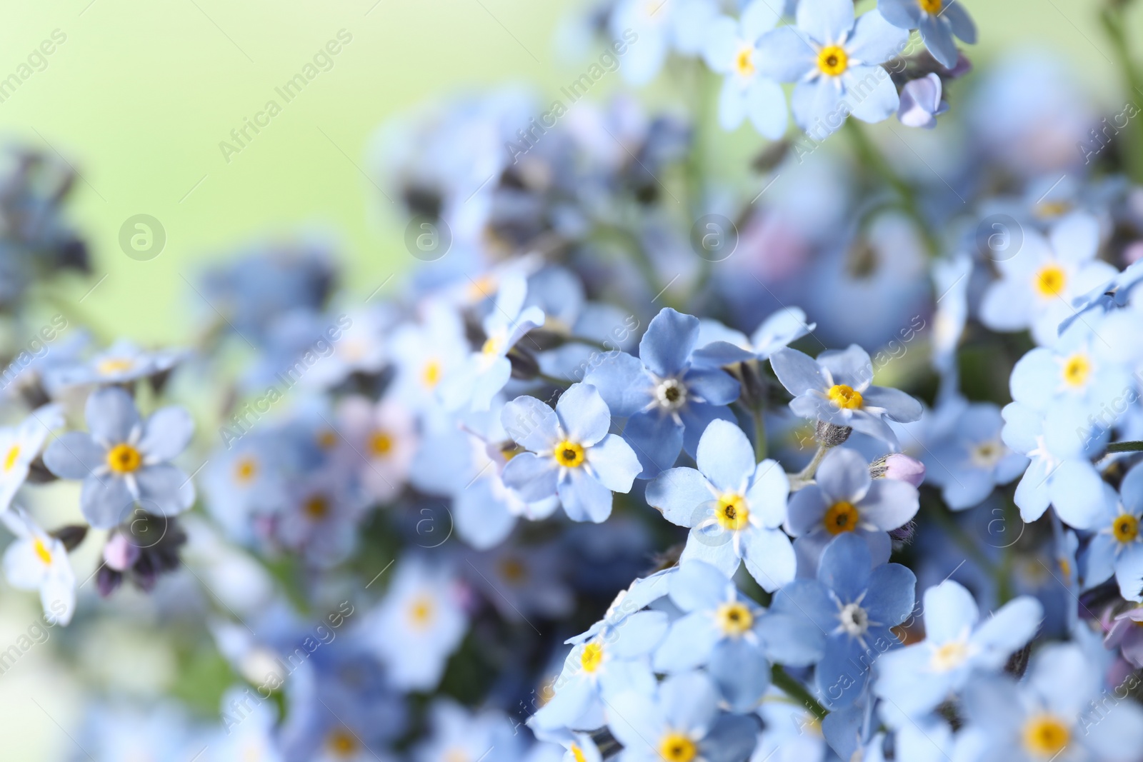 Photo of Beautiful forget-me-not flowers growing outdoors, closeup. Spring season