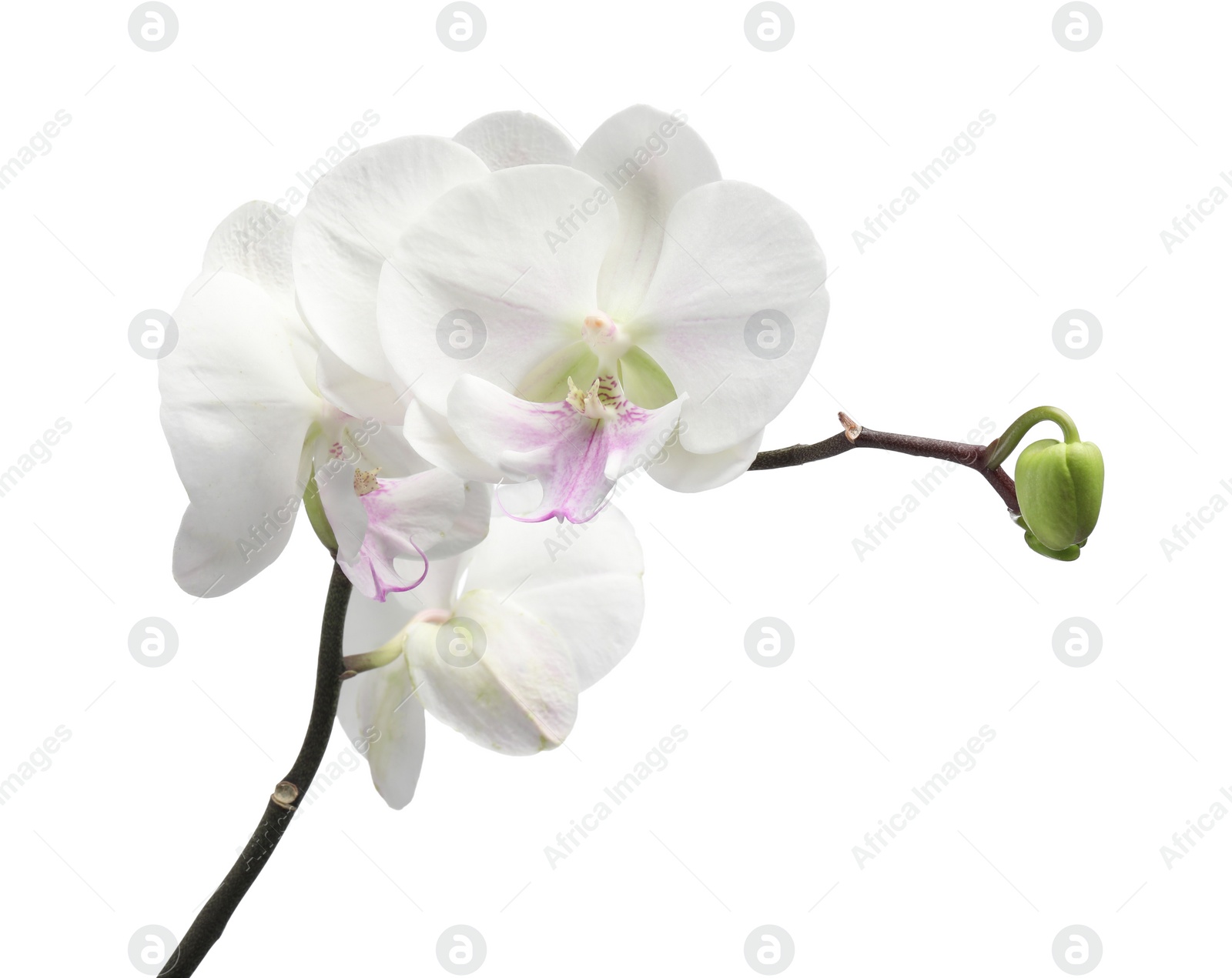 Photo of Branch with beautiful orchid flowers isolated on white