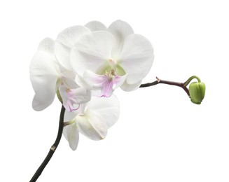 Branch with beautiful orchid flowers isolated on white